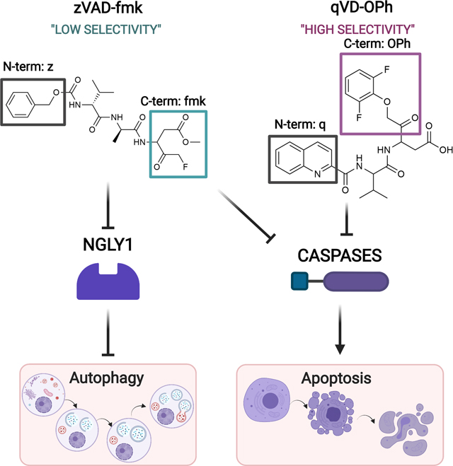 graphic file with name nihms-1770207-f0001.jpg
