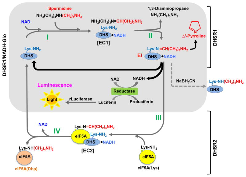 Scheme 2