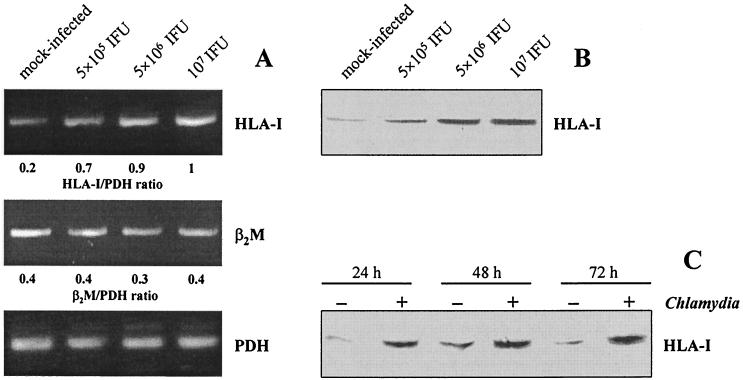 FIG. 1.