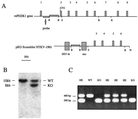 FIG. 1.