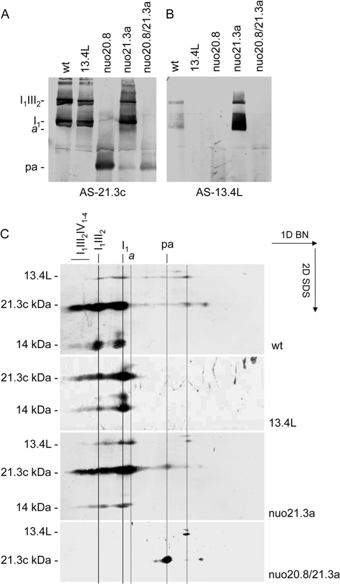 Fig 7