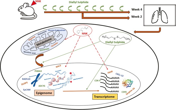 Graphical Abstract