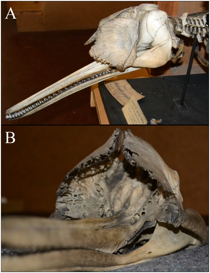 Figure 7