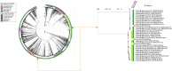 Fig. 13
