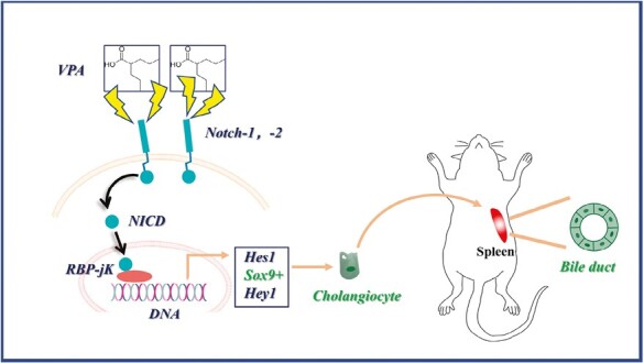 Graphical Abstract