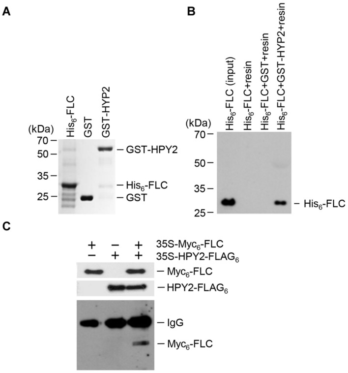 FIGURE 1