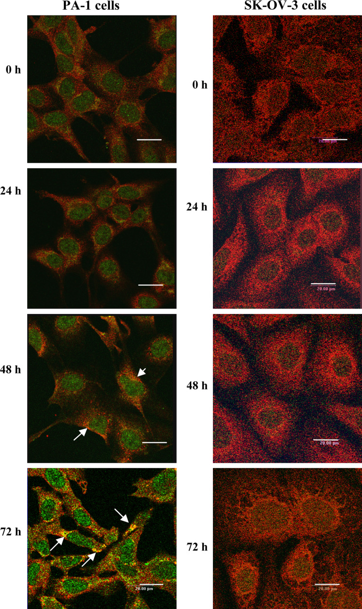 Fig. 7