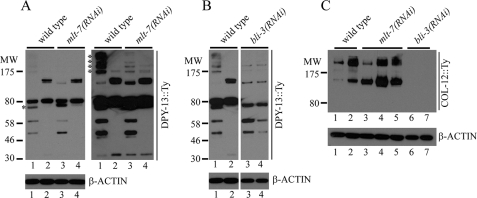 FIGURE 7.