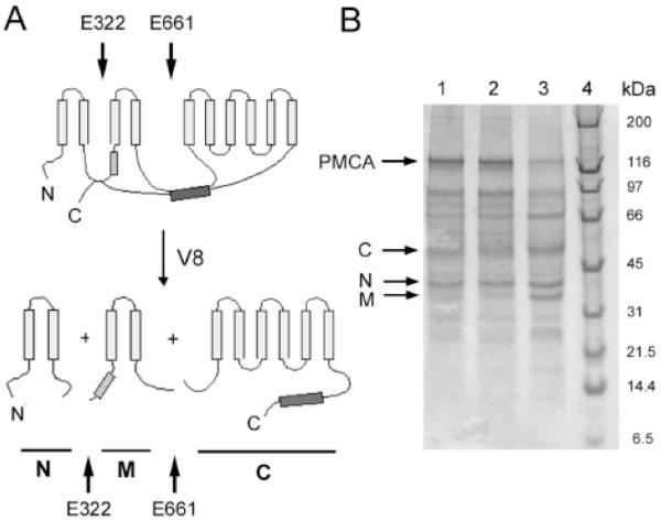 Fig. (5)