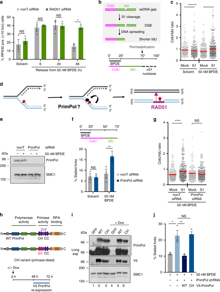 Fig. 2 Post-replicative single-stranded DNA gaps are generated at bulky adducts through re-priming by PrimPol.