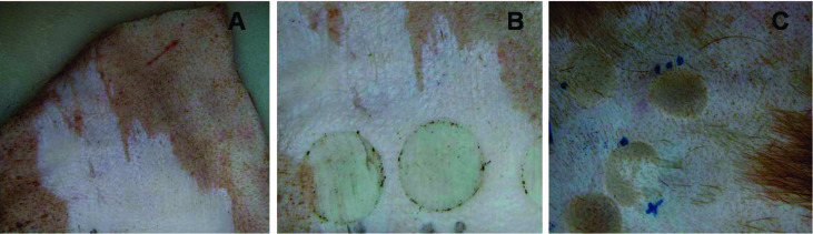 Fig. 2