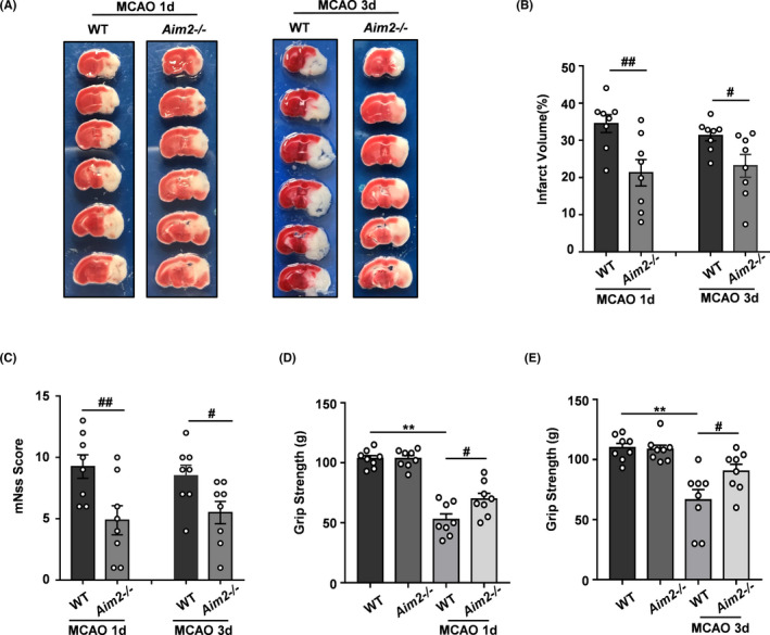 FIGURE 2