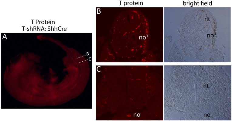 Fig. S4.