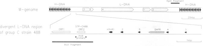 graphic file with name pnas01081-0618-a.jpg