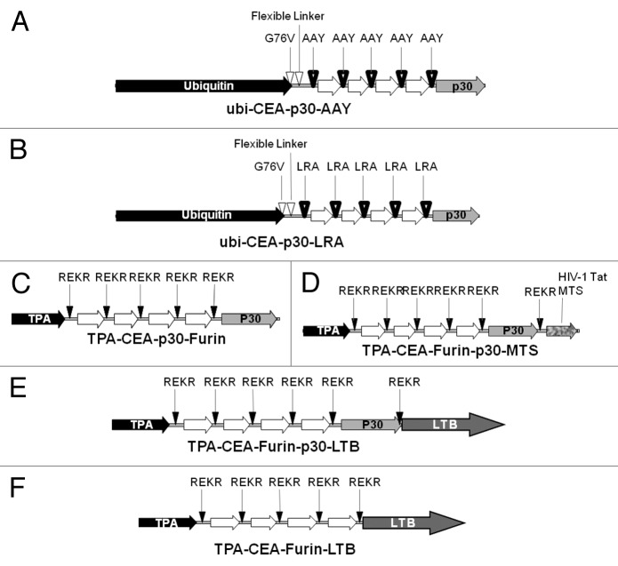 graphic file with name onci-3-e27529-g3.jpg