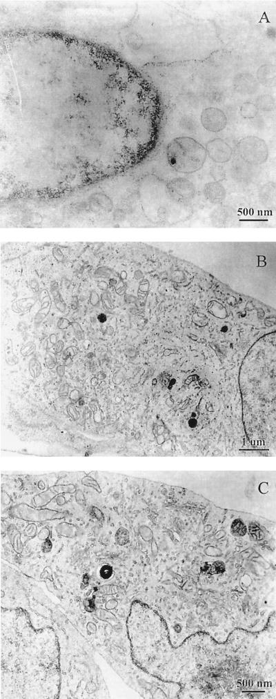 FIG. 8