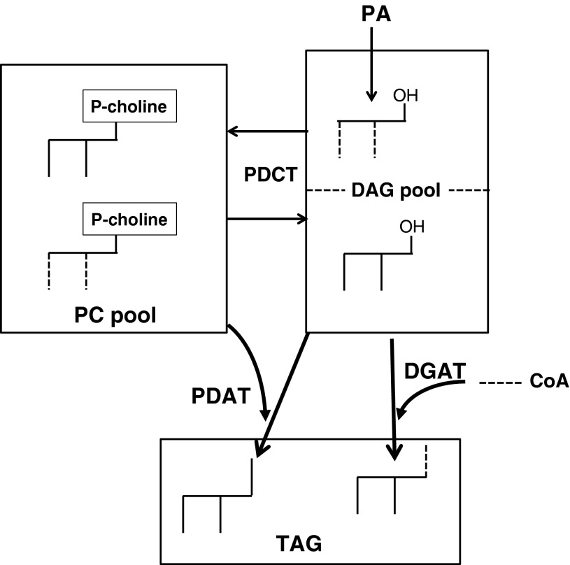 Scheme 1