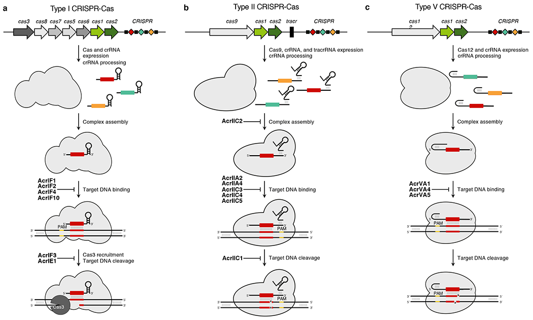 Anti-CRISPRs: Protein Inhibitors of CRISPR-Cas Systems - PMC