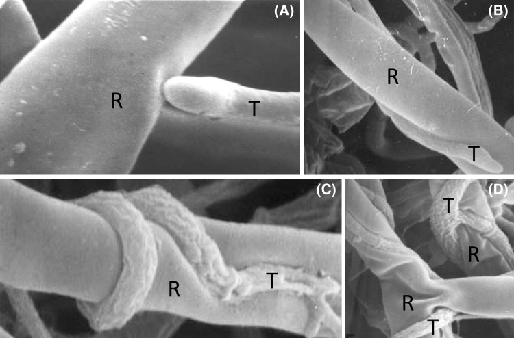 Fig. 2