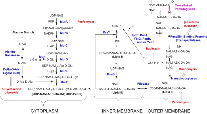 FIG 1