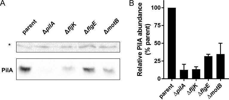 FIG 6