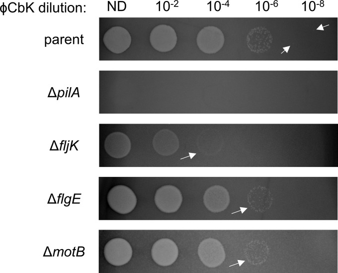 FIG 2