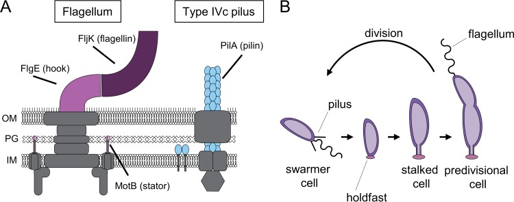 FIG 1