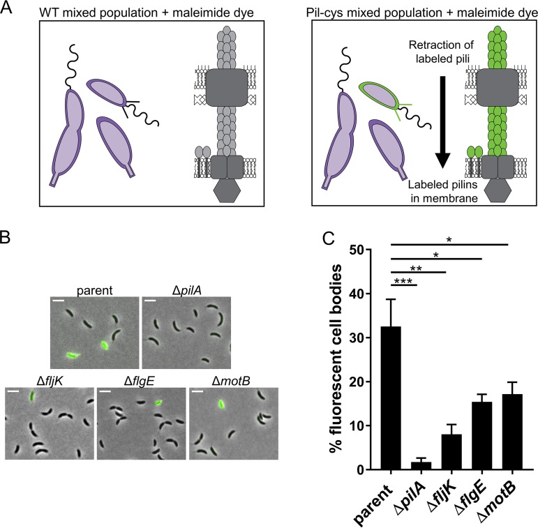 FIG 3