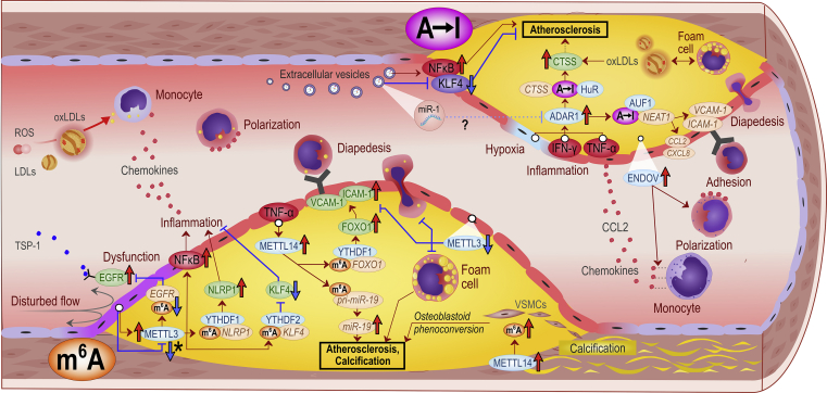 Figure 6