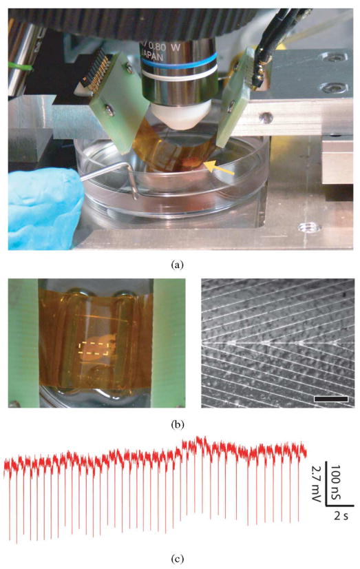 Fig. 10