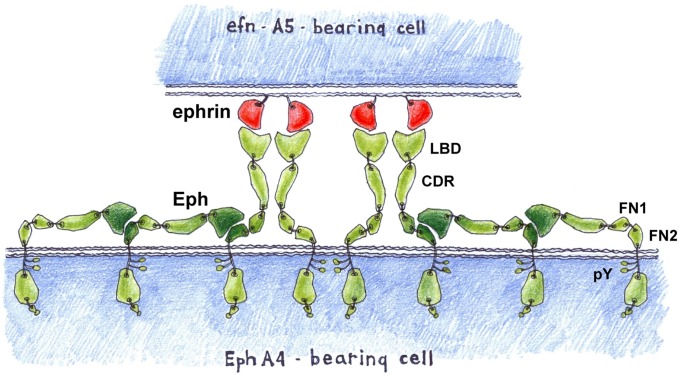 Fig. 5.