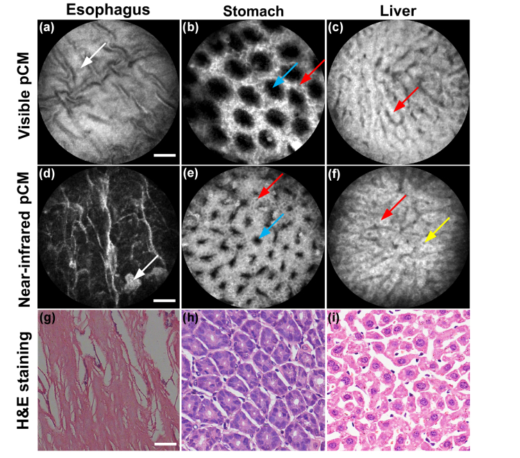 Fig. 9