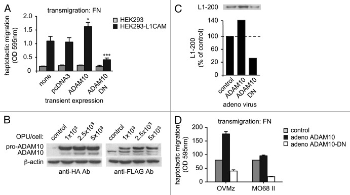 L1CAM: A major driver for tumor cell invasion and motility - PMC