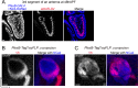 Figure 3—figure supplement 1.