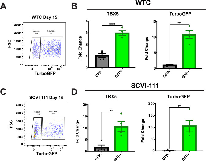 Figure 2—figure supplement 1.