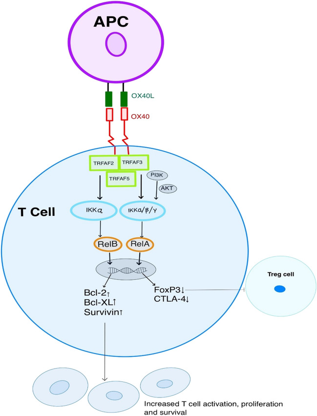 OX40/OX40 ligand and its role in precision immune oncology - PMC