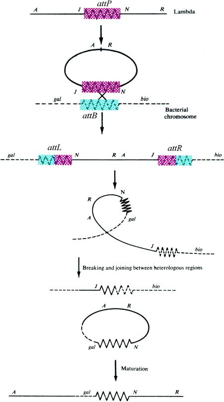 FIG. 1.