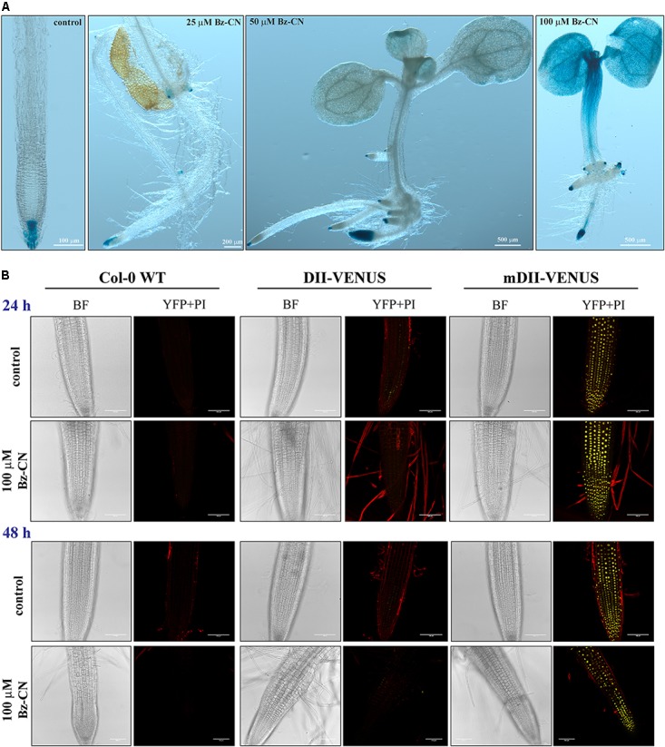 FIGURE 3