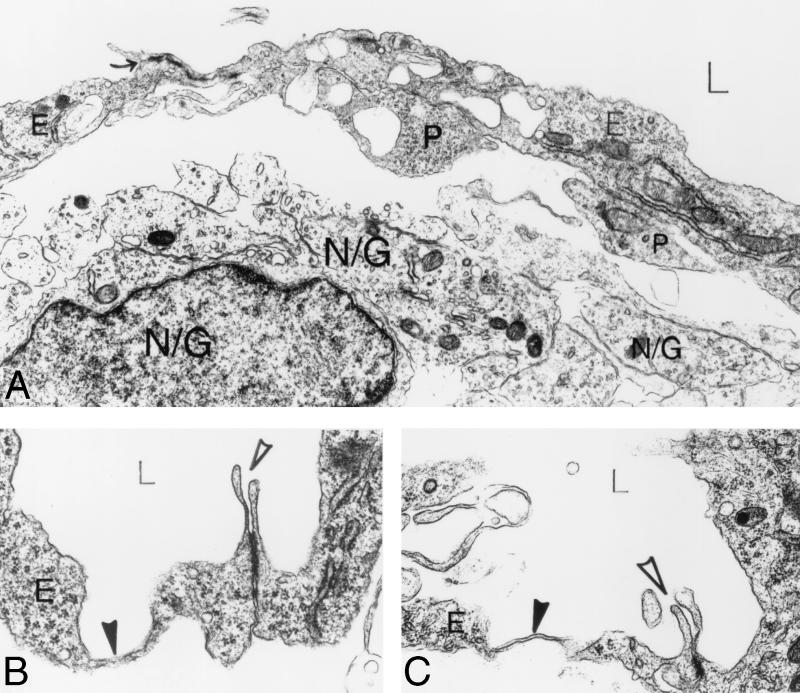 FIG. 7.