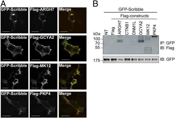 Fig. 4.