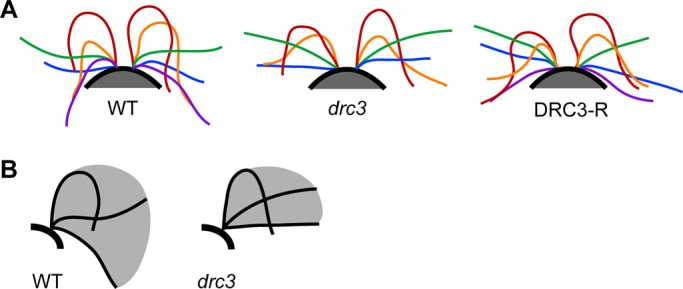 FIGURE 4: