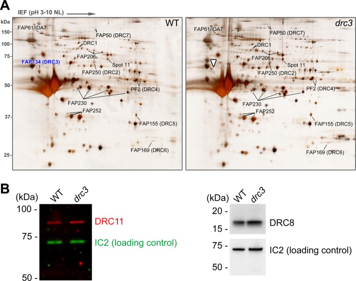 FIGURE 6: