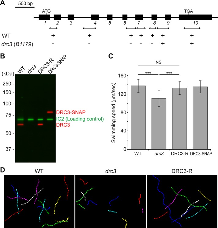 FIGURE 2: