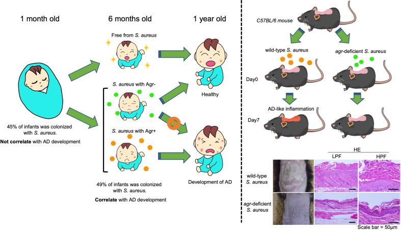 Figure 3