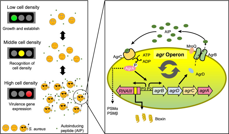 Figure 1