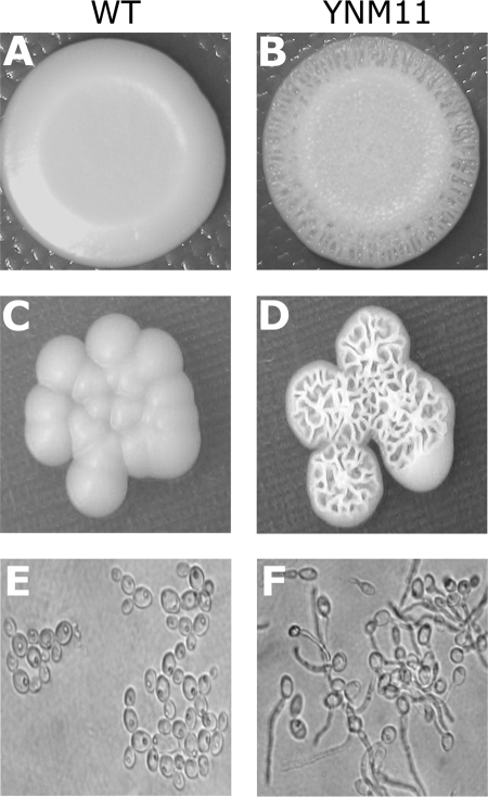 FIG. 5.