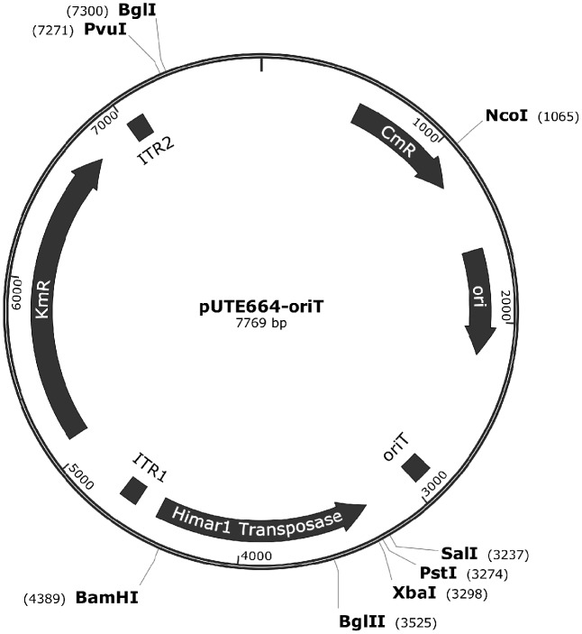 FIGURE 1