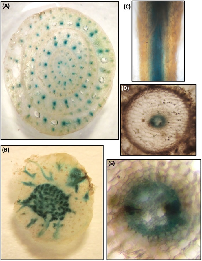 Fig 5