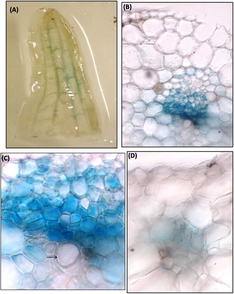 Fig 6