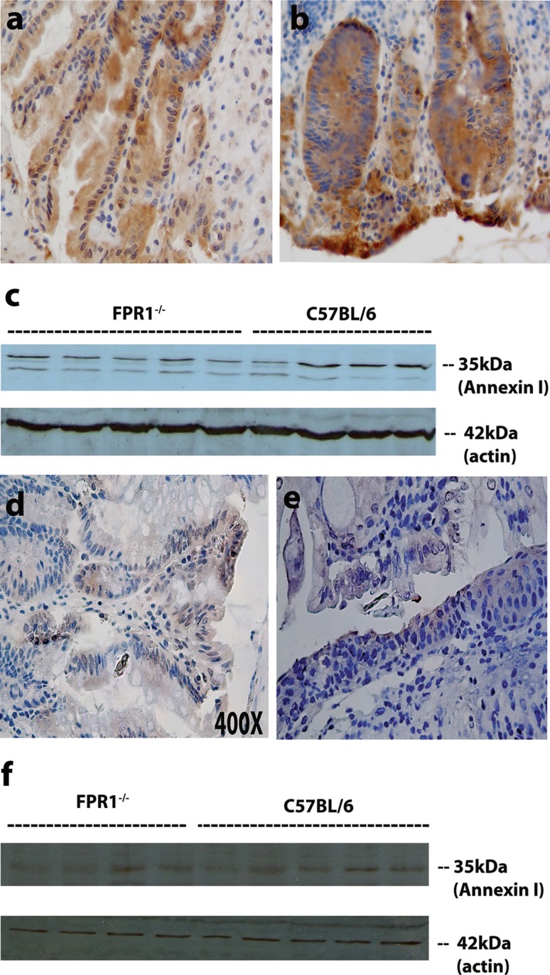 Fig. 7